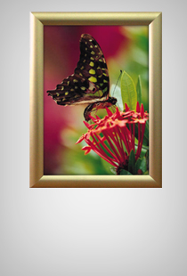 Alu Snap Frame Wall 25 mm gold eloxiert