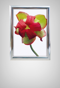 Alu Snap Frame Wall 25 mm chrome